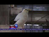 32 Ekor Burung Jalak Hasil Ternak Ilegal Disita Petugas - NET 24