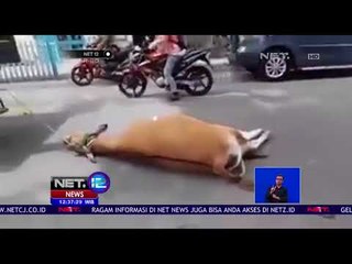 Ditarik Truk Satpol PP, Sapi Terkapar   NET 12