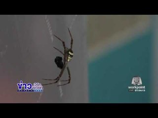 สุดแปลกแมงมุมสายพันธุ์ X สวยงามและแตกต่าง l ข่าวเวิร์คพอยท์ (เช้า) l 26 ธ.ค.59