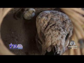ไก่ตีนโต สายพันธุ์ดองเต๋า สร้างรายได้งาม l ข่าวเวิร์คพอยท์ (เช้า) l 27 ธ.ค.59