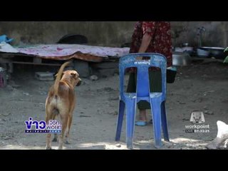 ร้องจัดการสุนัขจรกัดลูกชายได้รับบาดเจ็บเย็บ 100 เข็ม l ข่าวเวิร์คพอยท์ (เช้า) l 26 ธ.ค.59