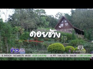 อากาศหนาวดอกพญาเสือโคร่งบาน นทท ขึ้นชมบนดอยช้าง l ข่าวเวิร์คพอยท์ (เที่ยง) l 23 ธ.ค.59