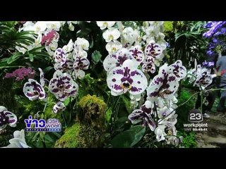 นทท แห่ชมงานมหกรรมไม้ดอกอาเซียนเชียงราย 2016 l ข่าวเวิร์คพอยท์ (เช้า) l 26 ธ.ค.59