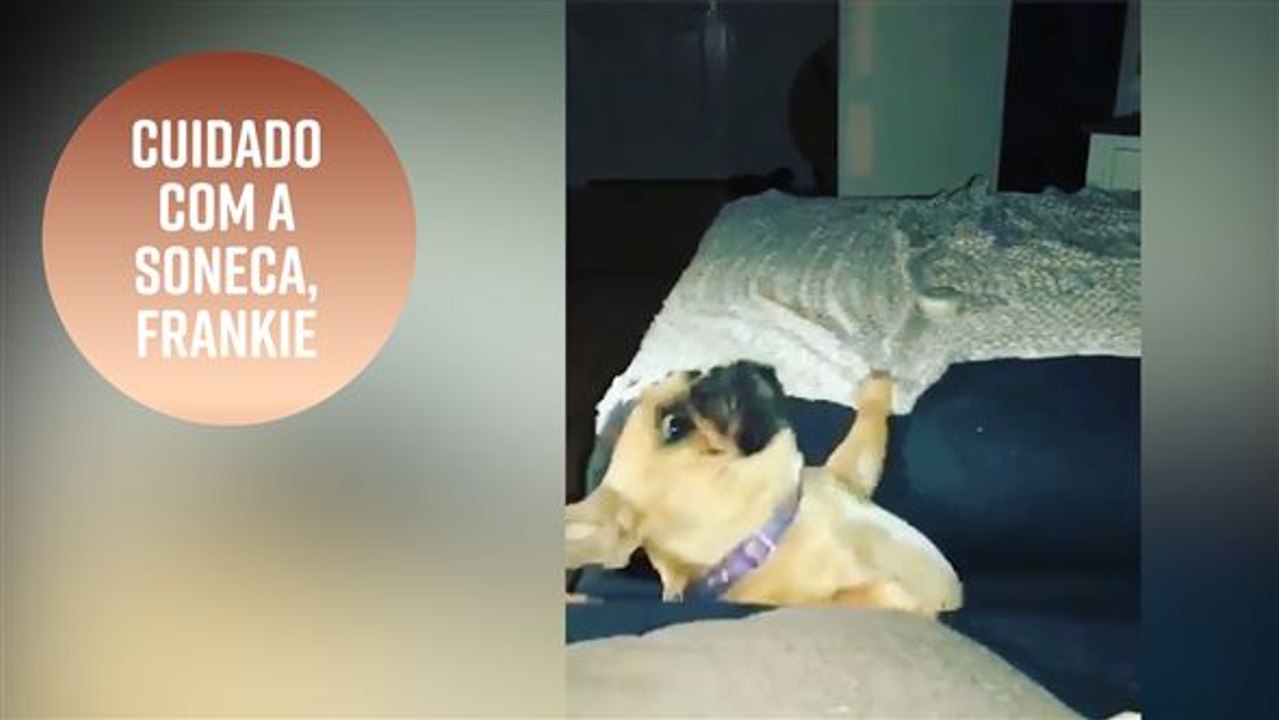 Esse bulldog encanta e diverte seus seguidores