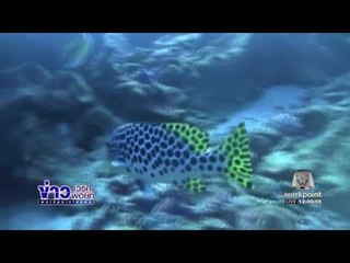 พบชื่อชาวเกาหลีเขียน บนปะการังสมองที่เกาะสิมิลัน  l ข่าวเวิร์คพอยท์ (เที่ยง) l 29 ธ.ค.59