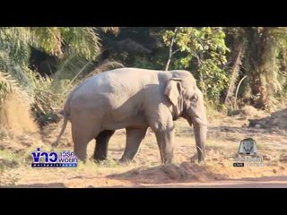 โขลงช้างป่ากว่า 70 ตัวบุกหากินสวนปาล์มชาวบ้าน l ข่าวเวิร์คพอยท์ l 10 ม.ค. 60