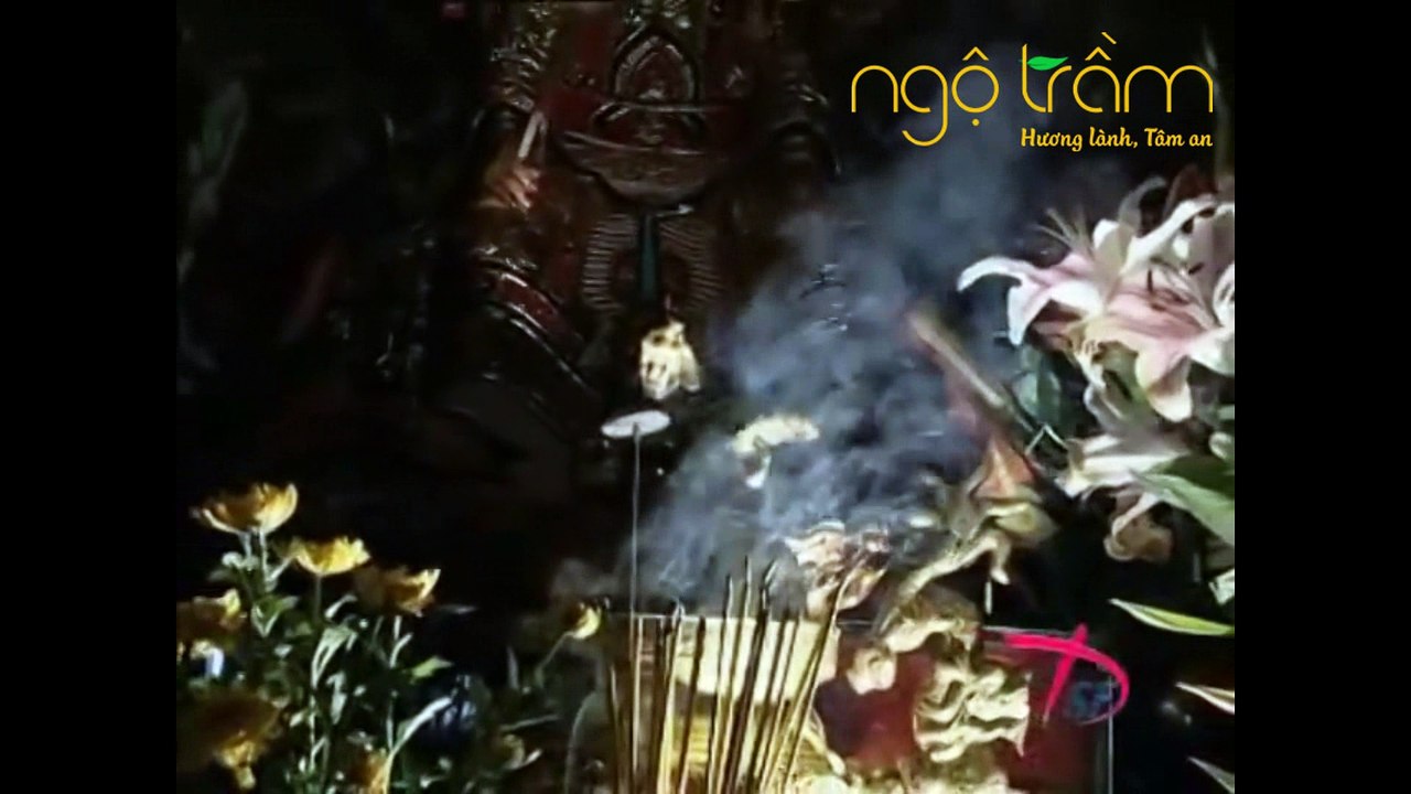 PHIM TÀI LIỆU VỀ CÂY DÓ BẦU VÀ TRẦM HƯƠNG VIỆT NAM (PHẦN 1) - VIETNAMESE AGARWOOD - NGỘ TRẦM