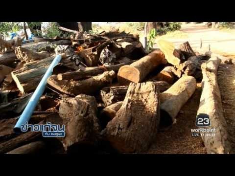 ข่าวแก้จน ตอไม้เป็นเฟอร์นิเจอร์ l ข่าวเวิร์คพอยท์ (เที่ยง) l 18 ม.ค.60