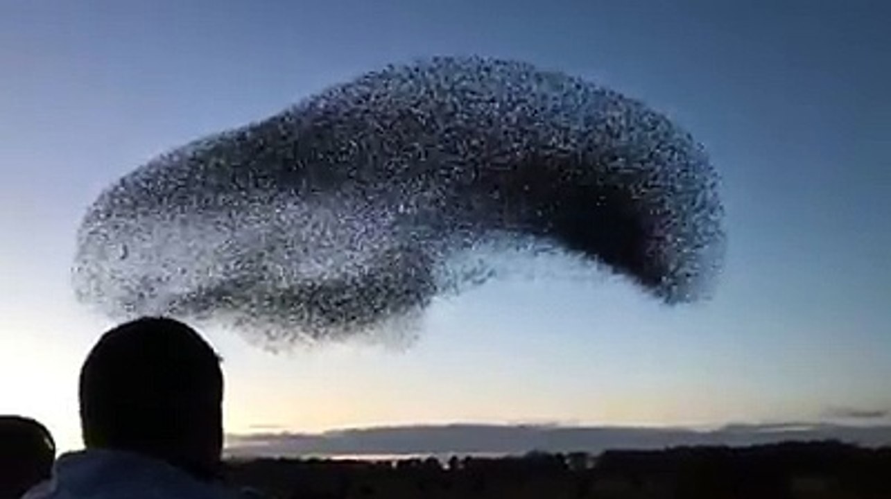 BIRD DANCING ON SKY