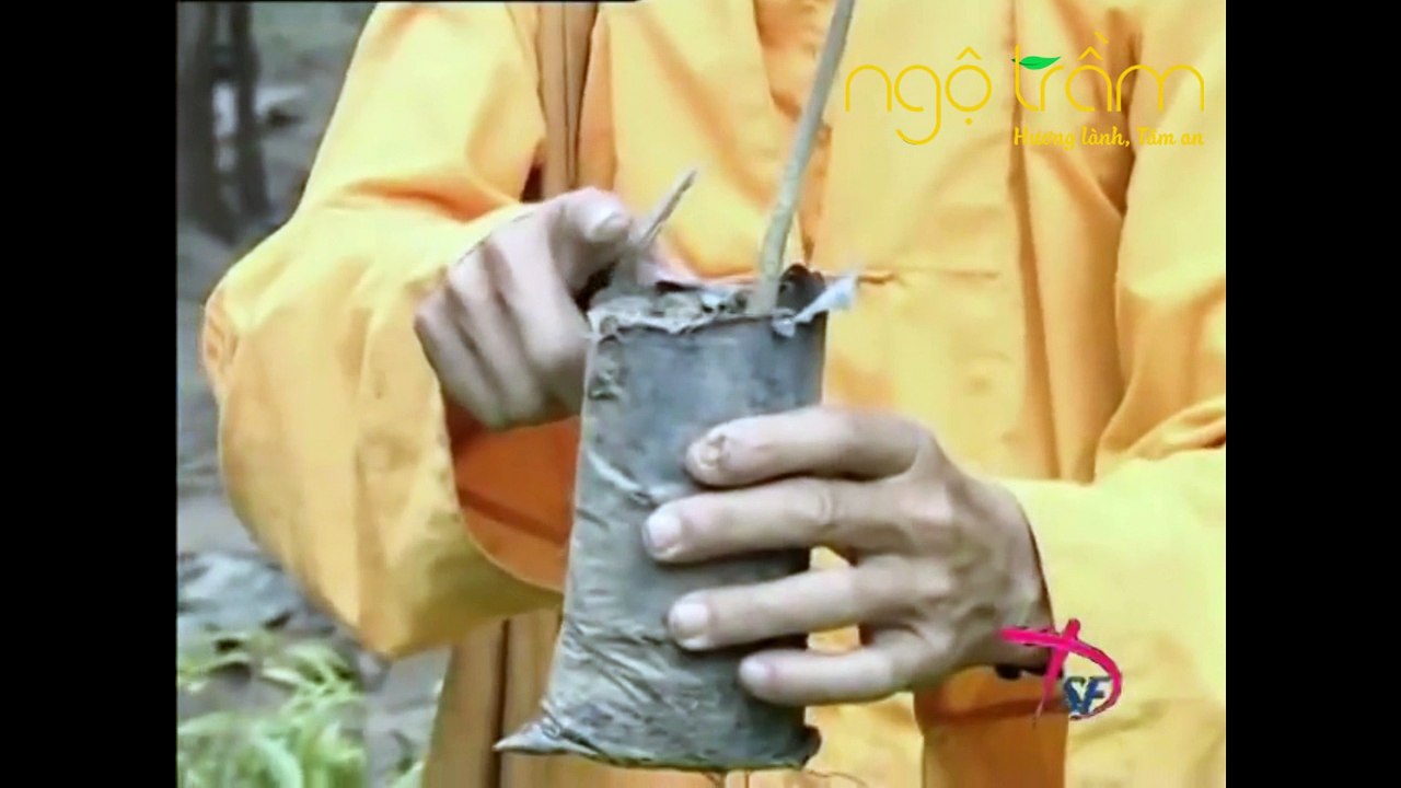 TÌM HIỂU VỀ CÂY DÓ BẦU VÀ TRẦM HƯƠNG VIỆT NAM (PHẦN 3) - VIETNAMESE AGARWOOD - NGỘ TRẦM