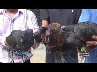 ข่าวแก้จน  เลี้ยงไก่ดำสัตว์ศก รายได้ดี  l ข่าวเวิร์คพอยท์ (เที่ยง) l 23 ม.ค.60