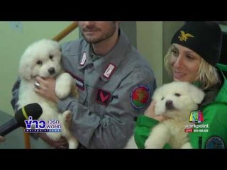 ช่วยลูกสุนัขรอดเหตุหิมะถล่มในอิตาลีl ข่าวเวิร์คพอยท์ (เช้า) l 24 ม.ค.60