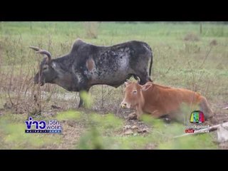 น้ำท่วมเขตเมืองนครศรีธรรมราชระลอกที่ 4l ข่าวเวิร์คพอยท์ (เช้า) l 24 ม.ค.60