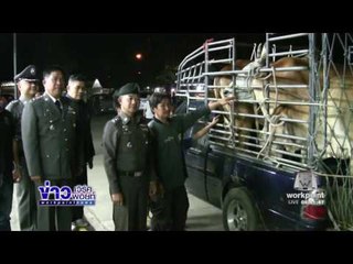 รวบแก๊งโจรนายฮ้อยพ่อลูก 4 คน ขโมยวัวควายที่โคราช l ข่าวเวิร์คพอยท์ (เช้า) l 1 ก.พ.60