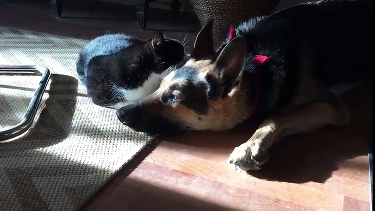 Léchouilles d'un chat.. sur un énorme chien !! Trop mignon