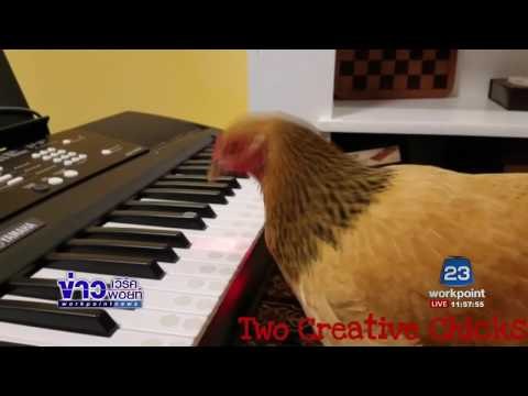 แม่ไก่เล่นคีย์บอร์ด l ข่าวเวิร์คพอยท์ (เที่ยง) l 07 ก.พ.60