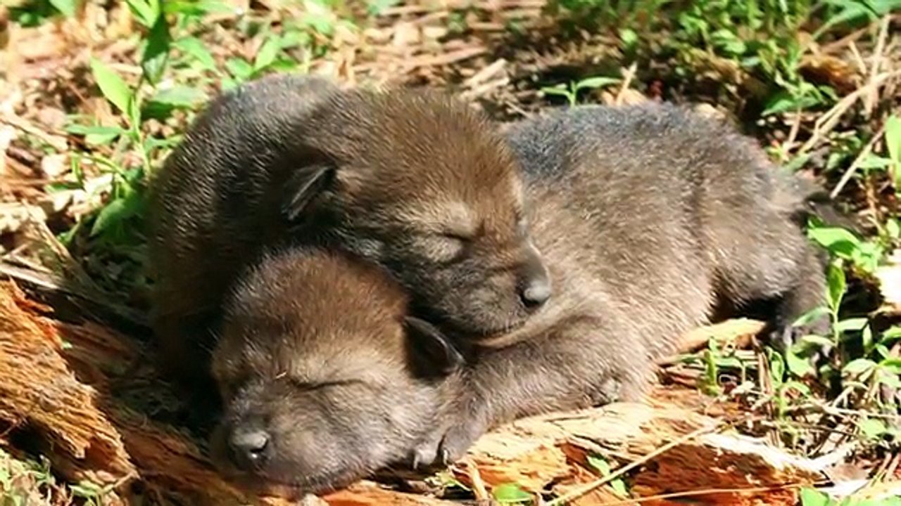 8 Insanely Maternal Animals