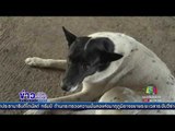 สกู๊ป “ลุงชาลี” หนุ่มใหญ่ใจบุญ ชีวิตนี้เพื่อน้องหมา   ข่าวเวิร์คพอยท์  รอบวัน 2 ก พ 60