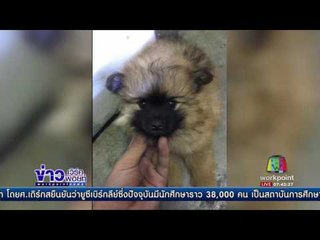 วงจรปิดจับภาพคนร้ายขโมยหมาขึ้น จยย  l ข่าวเวิร์คพอยท์ l 4 ก.พ. 60