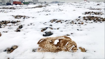 Un Crâne de Dinosaure trouvé plage du Havre