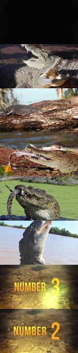 10 Scary Crocodile Attacks
