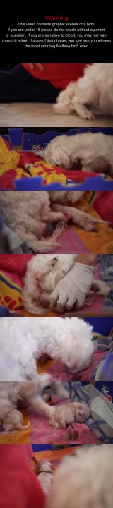 Epic Maltese Puppy Birth
