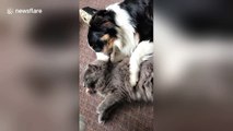 Too cute! Cat and dog can't stop cuddling