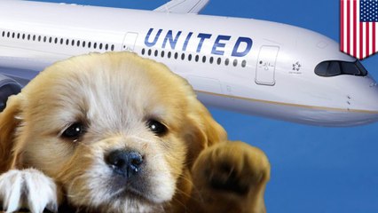 United flight diverted because a dog got on the wrong plane