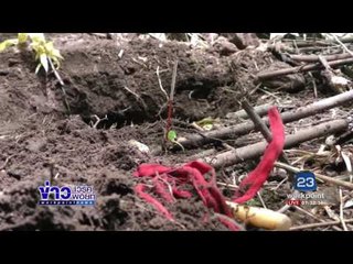 ขนหัวลุกชาวบ้านออกหาหน่อไม้เจอหม้อแม่นาคเผ่นหนี    | ข่าวเวิร์คพอยท์ |16 มิ.ย.60