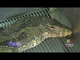 ธนกฤตพิชิตภัย ตัวน้องเหี้ยยักษ์  อาการดีขึ้น หลังเข้ารับการรักษา | ข่าวเวิร์คพอยท์ | 2 มิ.ย. 60