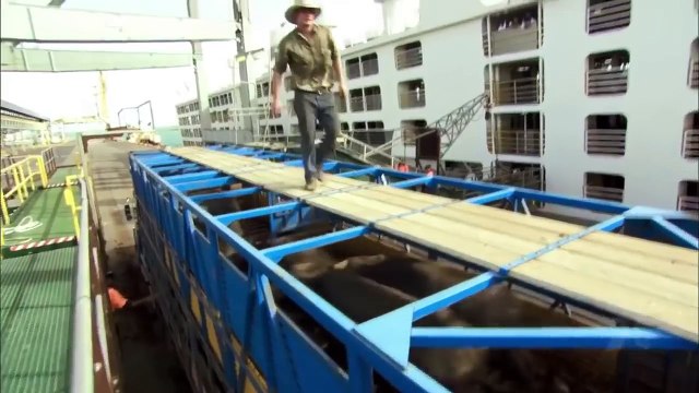 MV Becrux : The Largest Livestock Carrier in the World