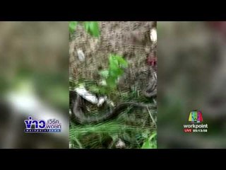 เจ้าบิ๊กสุขนัขพันธุ์เห่าสู้งูเหลือม l ข่าวเวิร์คพอยท์ | 12 มิ.ย.60