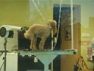 Torture Canine ou le supplice du caniche nain