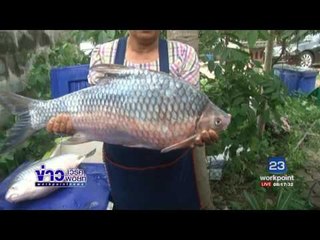 ชาวบ้านจับปลาน้ำโขงขายโกยเงินวันละหมื่น | ข่าวเวิร์คพอยท์ |14 มิ.ย.60