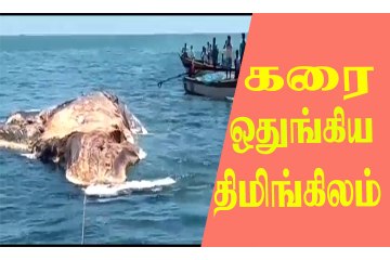 கரை ஒதுங்கிய திமிங்கிலம்