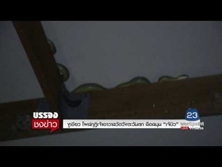 งูเขียว โผล่กุฏิเจ้าอาวาสวัดวังตะวันตก ลือสมุน “เจ้บิว” l บรรจงชงข่าว l 12 มิ.ย. 60