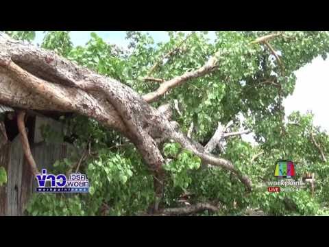 ต้นโพธิ์อายุ 100 ปี ผ่ากลางสองซีกล้มทับอาคารเรียน | ข่าวเวิร์คพอยท์ |15 มิ.ย.60