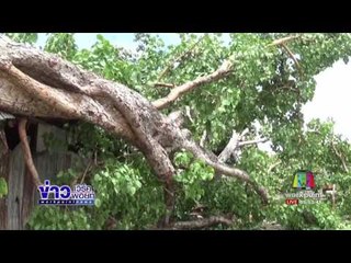 ต้นโพธิ์อายุ 100 ปี ผ่ากลางสองซีกล้มทับอาคารเรียน | ข่าวเวิร์คพอยท์ |15 มิ.ย.60