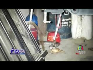 กูภัยเร่งจับงูจงอางขณะเขมือบคางคก | ข่าวเวิร์คพอยท์ | 20 มิ.ย.60