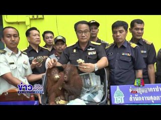 จนท ศุลกากร จับหนุ่มมาเลเซียลักลอบขนสัตว์เข้าไทย l ข่าวเวิร์คพอยท์ l 21 มิ.ค.60