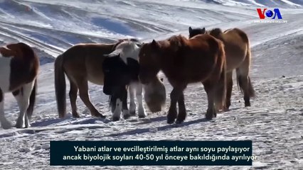 Dünyanın Son Gerçek Yabani Atları Moğolistan’da Doğal Ortamına Geri Döndü