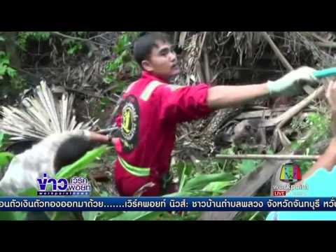 จับงูเหลือมยักษ์กินตัวเงินตัวทอง l ข่าวเวิร์คพอยท์ l 29 มิ.ย.60