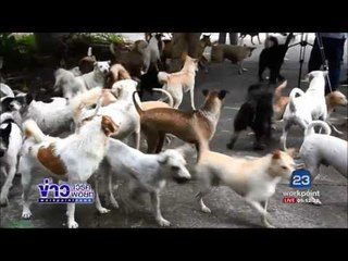 สมาคมป้องกันการทารุณสัตว์ฯย้ายหมาจรจัดกว่า 500 ตัว l ข่าวเวิร์คพอยท์ l 30 มิ.ย.60