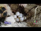 แม่เต่ากระโผล่ขึ้นวางไข่ 103 ฟองที่เกาะทะลุ | ข่าวเวิร์คพอยท์ | 28 มิ.ย.60