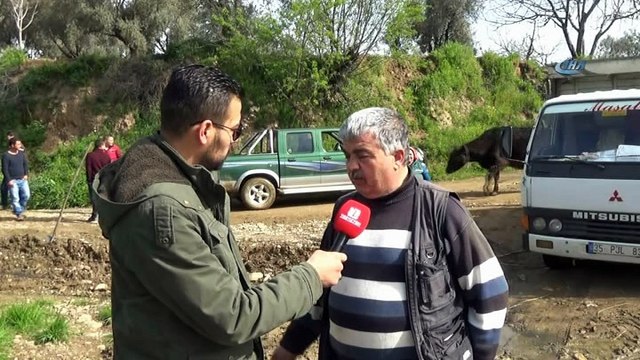 Karşısında inek sürüsünü gören muhabir röportajı bırakıp kaçtı