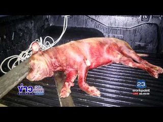 เจ้าของพิทบูล เปิดใจ รับผิดหลังกัดพ่อแม่สาหัส l ข่าวเวิร์คพอยท์ l 7 ก.ค.60