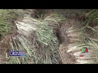 ข่าวแก้จน ปลูกตะไคร้หอม l ข่าวเวิร์คพอยท์ l 12 ก.ค.60