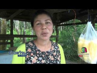 ข่าวแก้จน ชาวสวนยางเบตงรวมกลุ่มปลูกเห็ดถั่งเช่า l ข่าวเวิร์คพอยท์ l 14 ก.ค.60