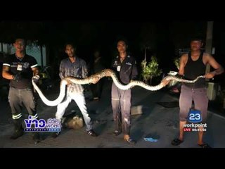 งูเหลือมขนาดใหญ่กินแมวไป 3 ตัว ซุกท่อปูน l ข่าวเวิร์คพอยท์ l 13 ก.ค.60