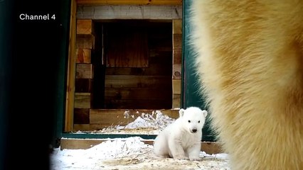 ハイランド野生公園の赤ちゃんの屋外初登場 (Mar.16 2018)
